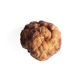 Tuber Borchii - Turco Truffle