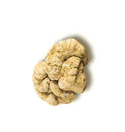 Tuber Magnatum